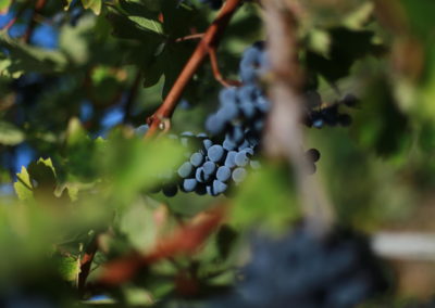 Mas de Daumas Gassac