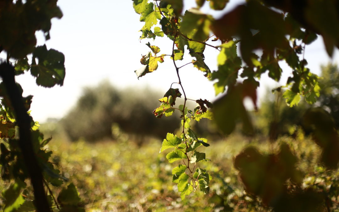 La situation du marché des vins bio en France