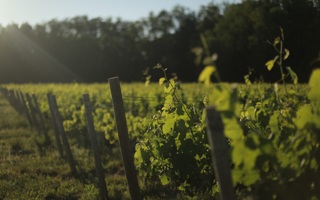 Vendanges touristiques : de l’expérience à la réglementation