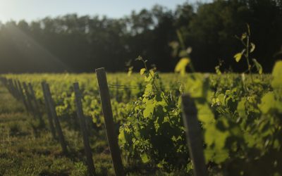 Vendanges touristiques : de l’expérience à la réglementation