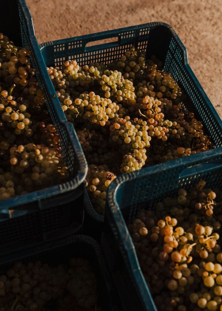 vinification